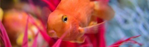 鹦鹉鱼怀孕周期？ 鹦鹉鱼