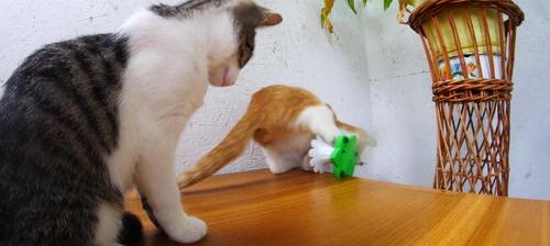 养猫2天不想养了怎么办？ 刚刚开始养猫就后悔了