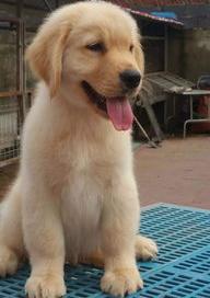 一只成年的金毛大概多少钱？（金毛多少钱一只）