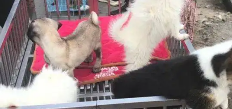 给小狗取什么名字好？（宠物狗狗）