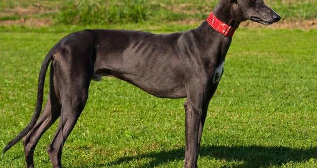 跑得最快的犬？（萨路基猎犬多少钱一只）