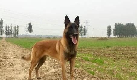 新手请教：马犬适合家养吗？ 为什么农村人不能养马犬