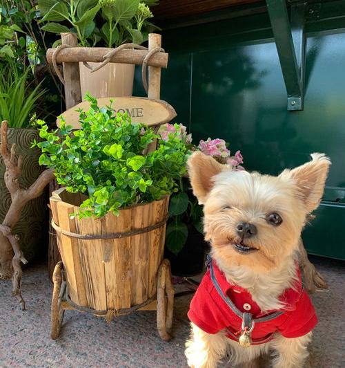 十大最聪明小型犬排名？（小型犬哪个最聪明最好养）