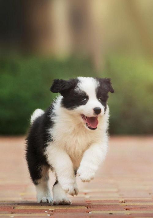 让边牧重新信任你的办法？ 边境牧羊犬怎么训练听话