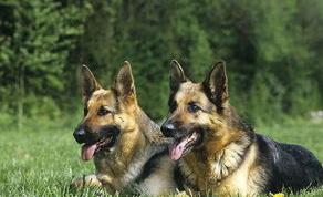 德牧几个月好养？（德国牧羊犬适合家养吗）