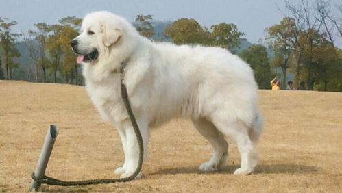 大型犬有哪些品种（大型犬品种）