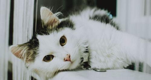 一月幼猫的十大禁忌？ 猫咪十大禁忌食物