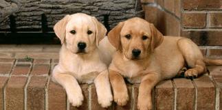 建议养的10种小型犬？（小型犬）