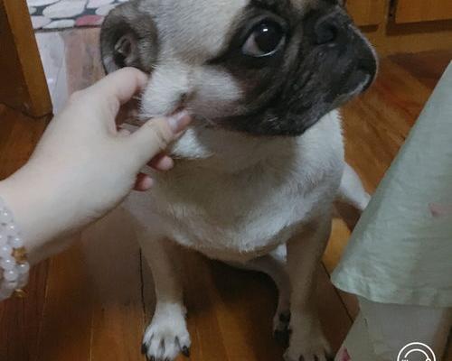 乌龟为什么总扒拉尾巴？（乌龟一直扒拉缸意味着什么）