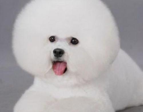 比熊犬给他买些什么玩具好？ 比熊犬最恶心的狗