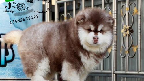 阿拉斯加雪橇犬空间及开销问题？ 阿拉斯加雪橇犬价钱
