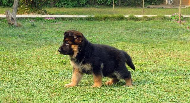 什么大型犬颜值高还护主？（颜值高的大型犬）
