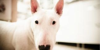 十大恶犬排名？ 牛头梗价格多少钱一只