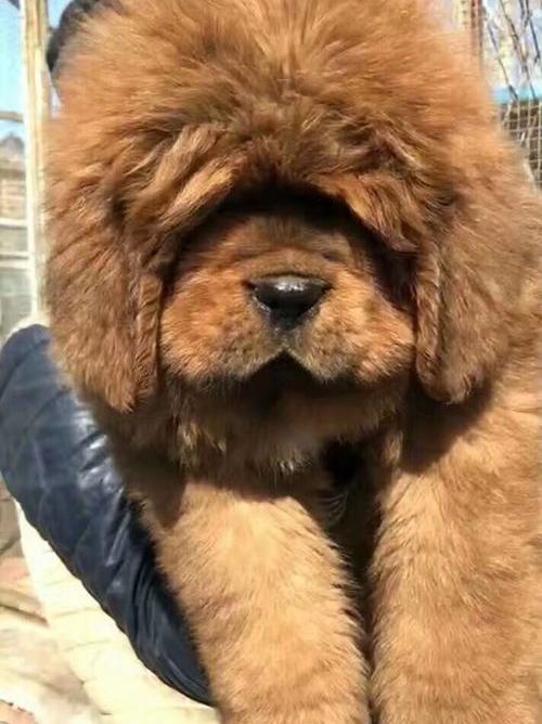 小藏獒怎么养 藏獒幼犬饲养心得（藏獒幼犬）
