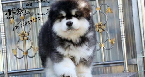 阿拉斯加犬多少钱一只？（成年阿拉斯加犬多少钱一只）
