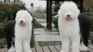 古牧和边牧哪个贵？（古代牧羊犬多少钱一只）