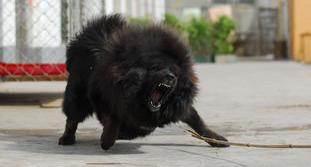 原生藏獒为什么寿命那么短？ 原生藏獒