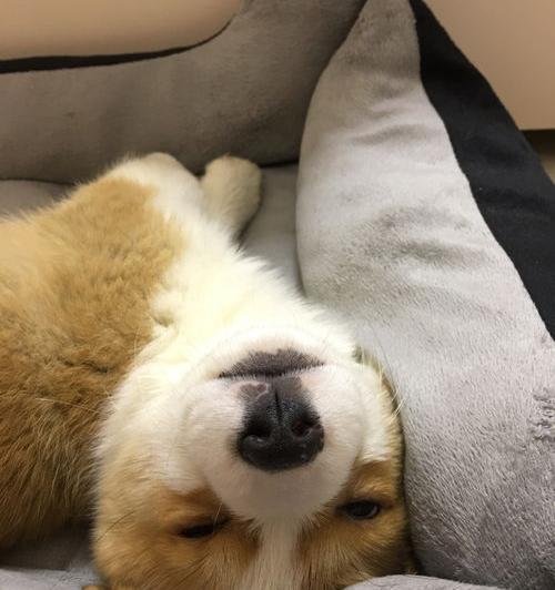 杯基多少钱一只？ 柯基一般多少钱一只