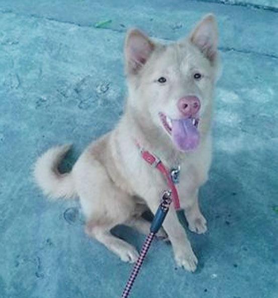 土狗优缺点？（土狗）