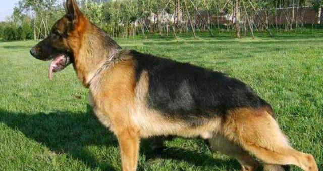 德国狗品种大全？（德国牧羊犬的四大品种）