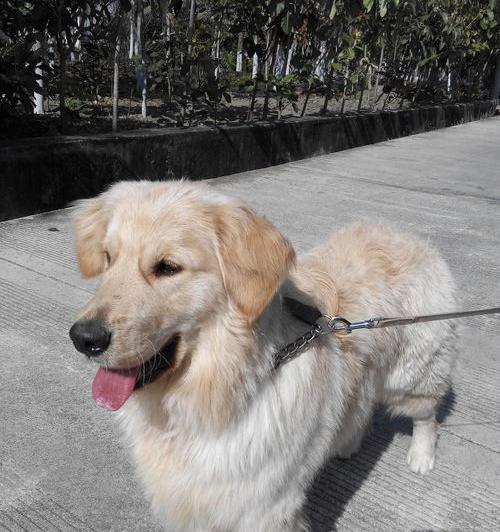 金毛走丢了怎么找？（金毛丢了千万别去找）