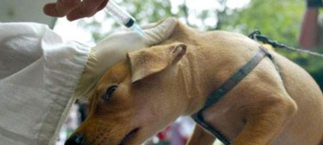 小狗犬瘟热怎么治疗？（狗瘟自己在家治疗方法）
