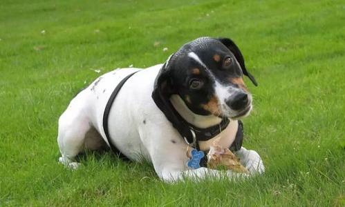 全国十大最贵的犬排名？（世界上最贵的狗35亿）