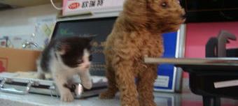 泰迪犬什么颜色最贵（贵宾犬什么颜色最贵）