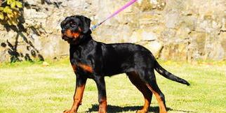 德系威纳犬好不好？（罗威纳致命缺点）