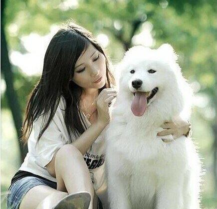 萨摩耶犬一生只认一个主人吗？（土狗一生会认几个主人）