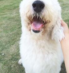 比利时牧羊犬价格,比利时玛利诺犬多少钱一只 古牧多少钱一只
