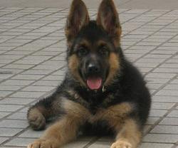 德牧一个月开销？（德牧幼犬价格）