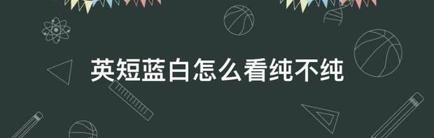 蓝白顶级品相？（英短蓝白）