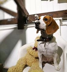 比格犬优点缺点？（比格犬好养吗）