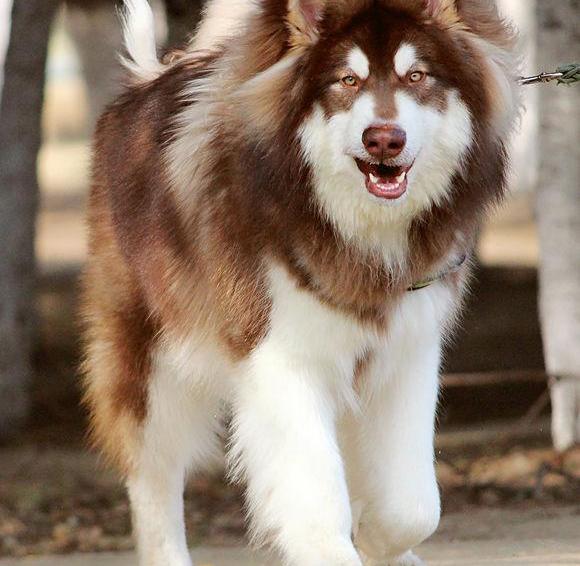 为什么阿拉斯加犬体型那么大。样子很吓人。但每只都很友好？ 巨型阿拉斯加犬