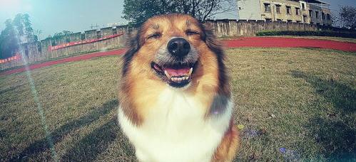 世界公认顶级护卫犬小型犬？（小型犬排行榜前十名）