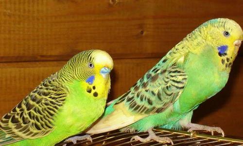 虎皮鹦鹉多大会说话？（虎皮鹦鹉会说话吗）