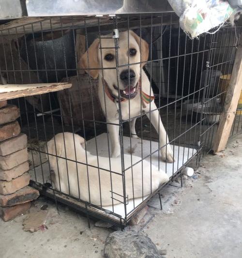 拉布拉多和马犬哪个贵？ 600元买的拉布拉多纯吗