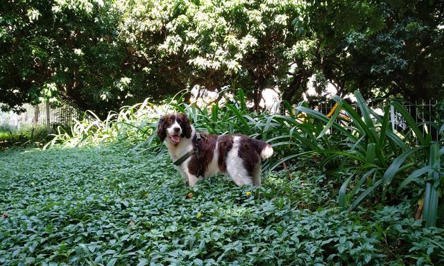 养史宾格的真实感受？ 人狗是什么体验