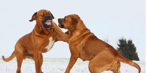 韩国有名的土佐犬叫什么？ 日本土佐犬