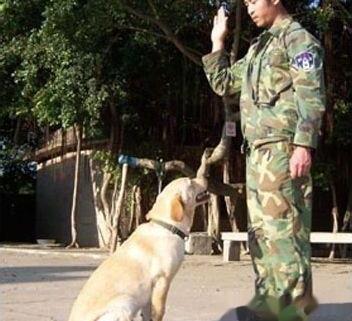 怎么训练拉布拉多？（拉布拉多犬怎么训练大小便）