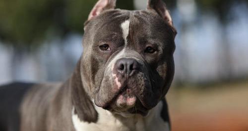 世界名狗排名，最凶的狗狗就是它？ 猛犬排行榜前100名