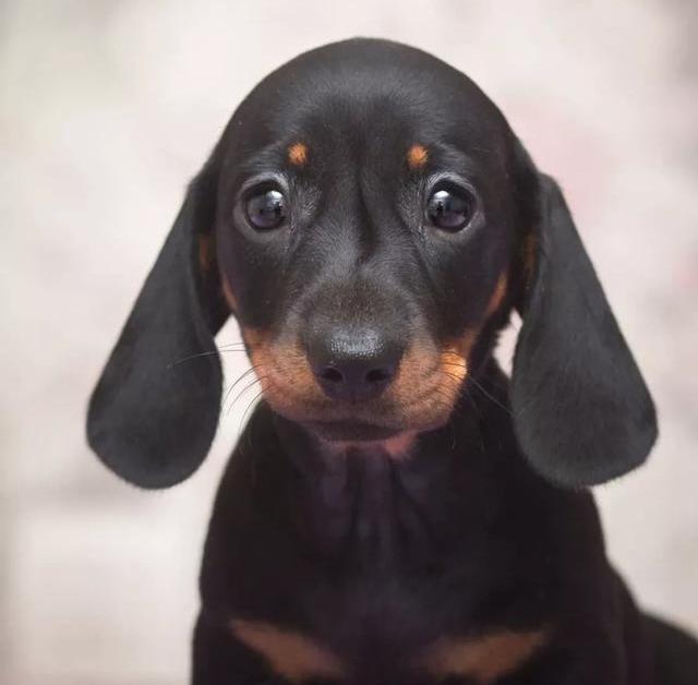 什么品种的狗适合穷人家养？（十大便宜好养的宠物狗）