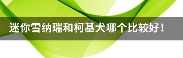 迷你雪纳瑞和柯基犬哪个比较好！（迷你雪纳瑞）