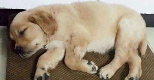 狗狗犬瘟有哪些症状？（怎么辨别狗瘟症状）