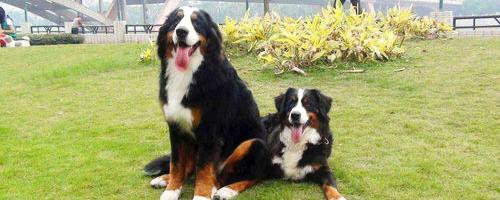 最长寿的伯恩山犬？（伯恩山犬多少钱一只）