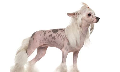 不掉毛的狗有哪些？ 冠毛犬为什么没人养