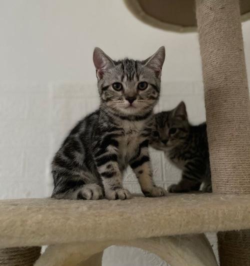 金虎斑猫优点和缺点？ 美短虎斑猫