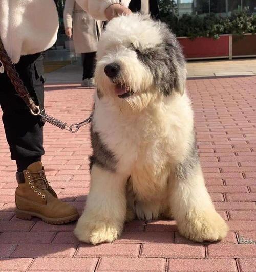 大型犬的品种有哪些（宠物大型犬品种大全）