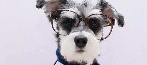 雪纳瑞犬的9大优缺点？（雪纳瑞）